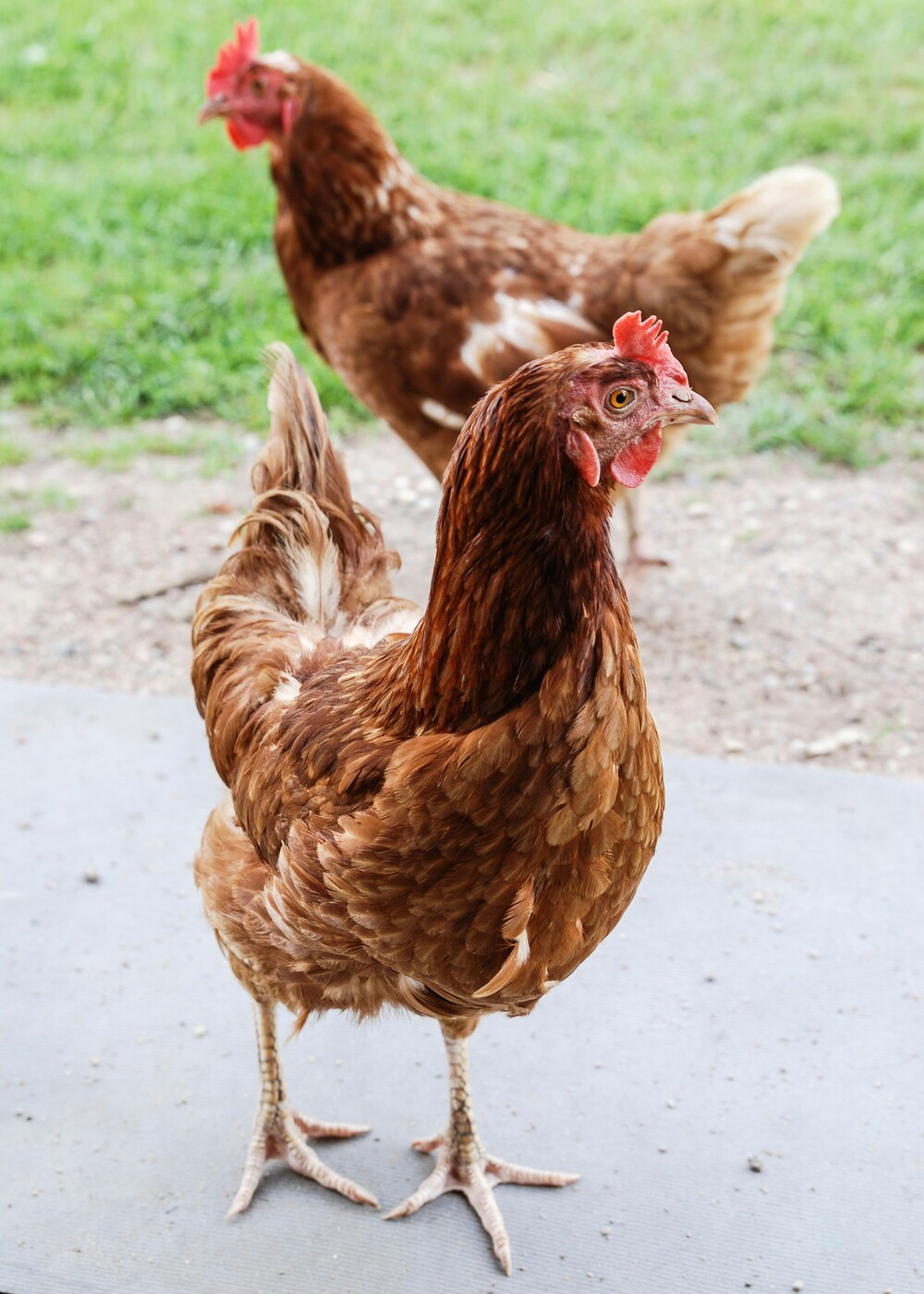 chicken-1