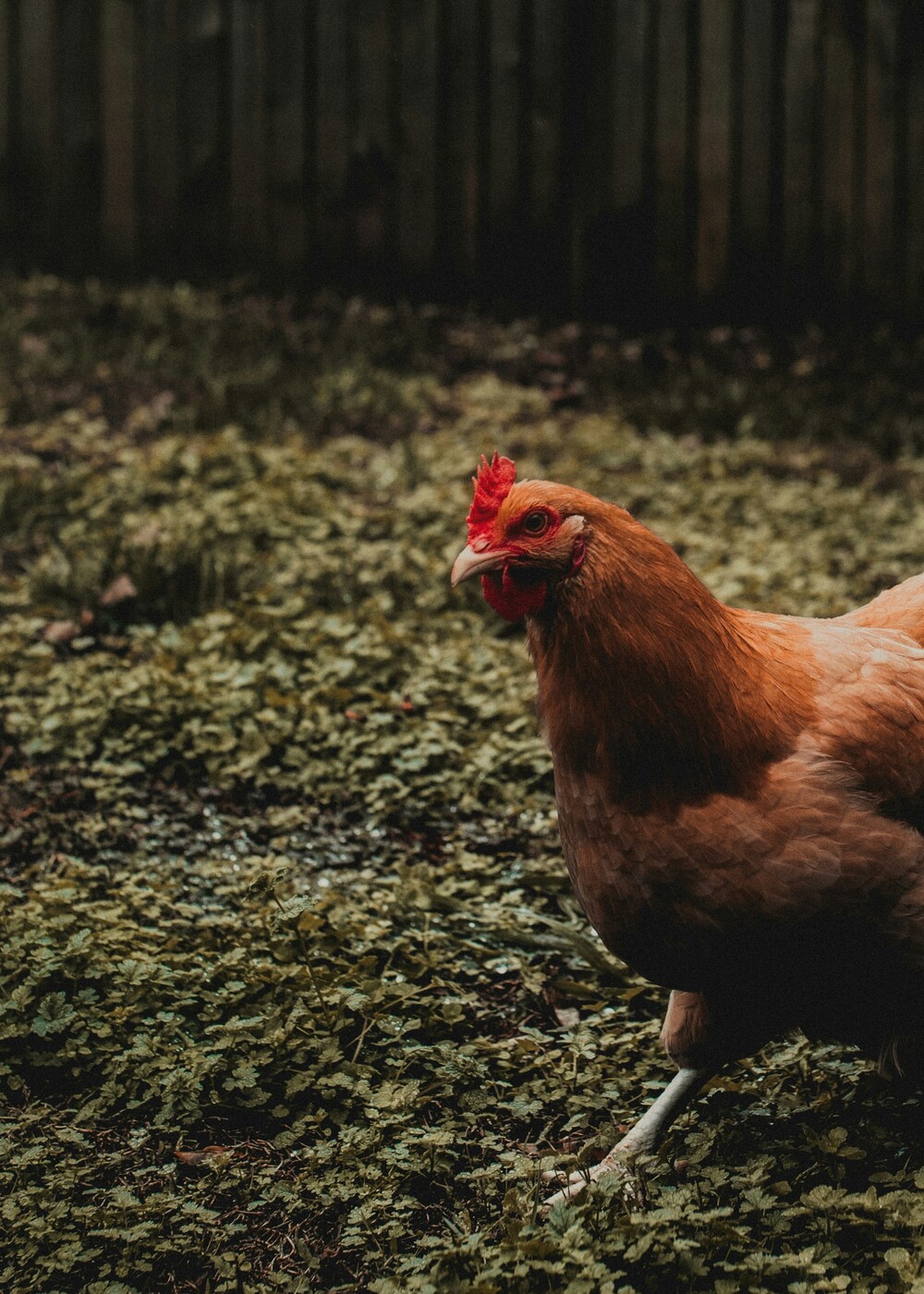 chicken-3