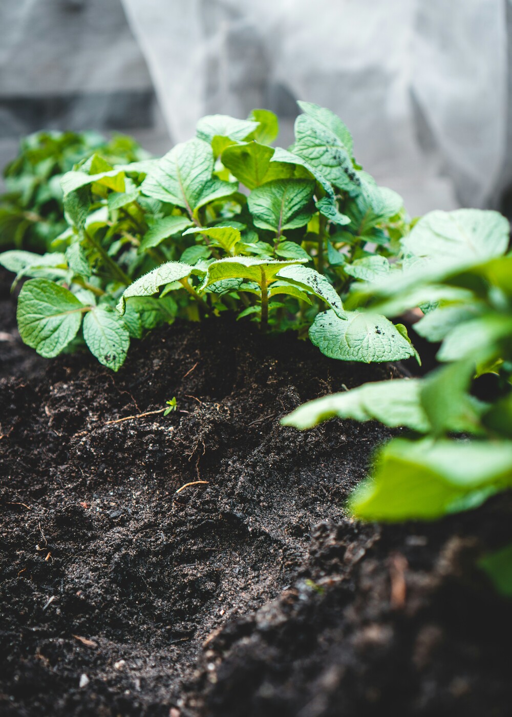 farm-soil-1